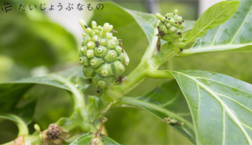 だいじょうぶなもの